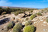 La riserva naturale di Souss-Massa - Marocco meridionale. La caratteristica vegetazione semi arida con euforbie cactacee.